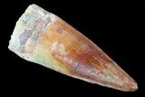 Spinosaurus Tooth - Excellent Preservation #75210-1